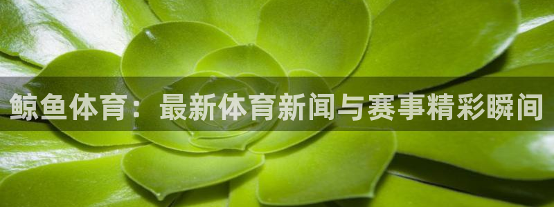 鲸鱼体育：最新体育新闻与赛事精彩瞬间